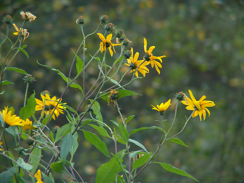 Image of Helianthus tuberosus specimen.