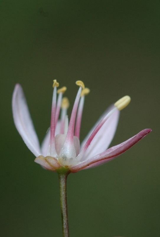 Изображение особи Allium trachyscordum.