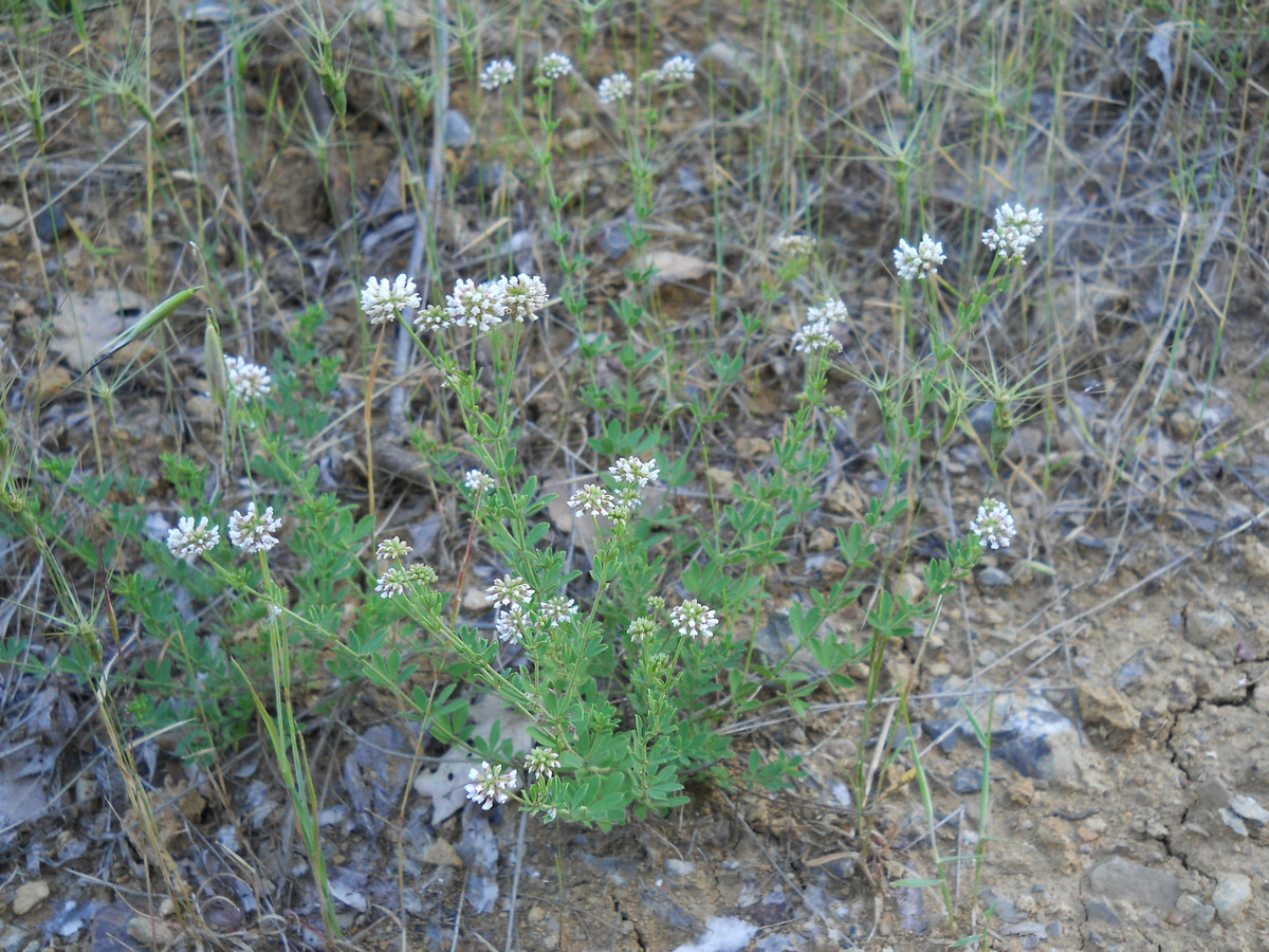 Image of Dorycnium herbaceum specimen.