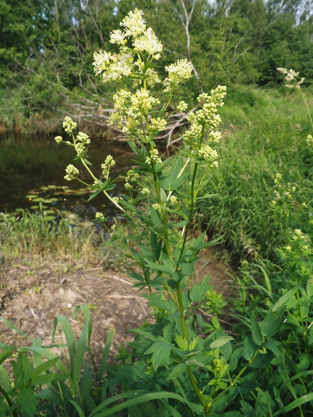 Image of Thalictrum flavum specimen.