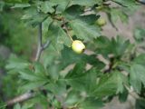 genus Crataegus. Незрелый плод. Украина, Запорожье, о. Хортица. 21.07.2012.