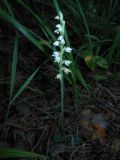 Goodyera repens