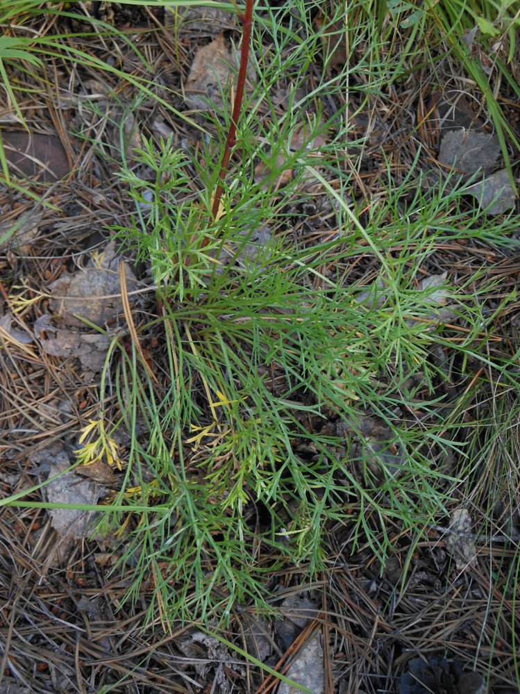 Image of Artemisia commutata specimen.