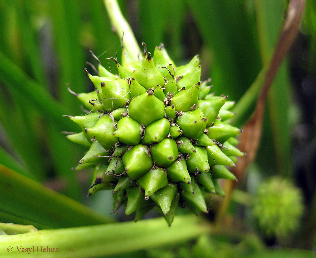 Image of Sparganium erectum specimen.