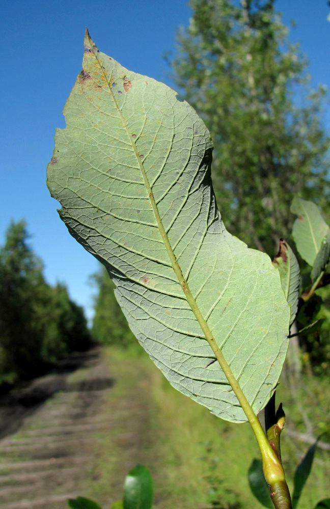 Изображение особи Salix phylicifolia.