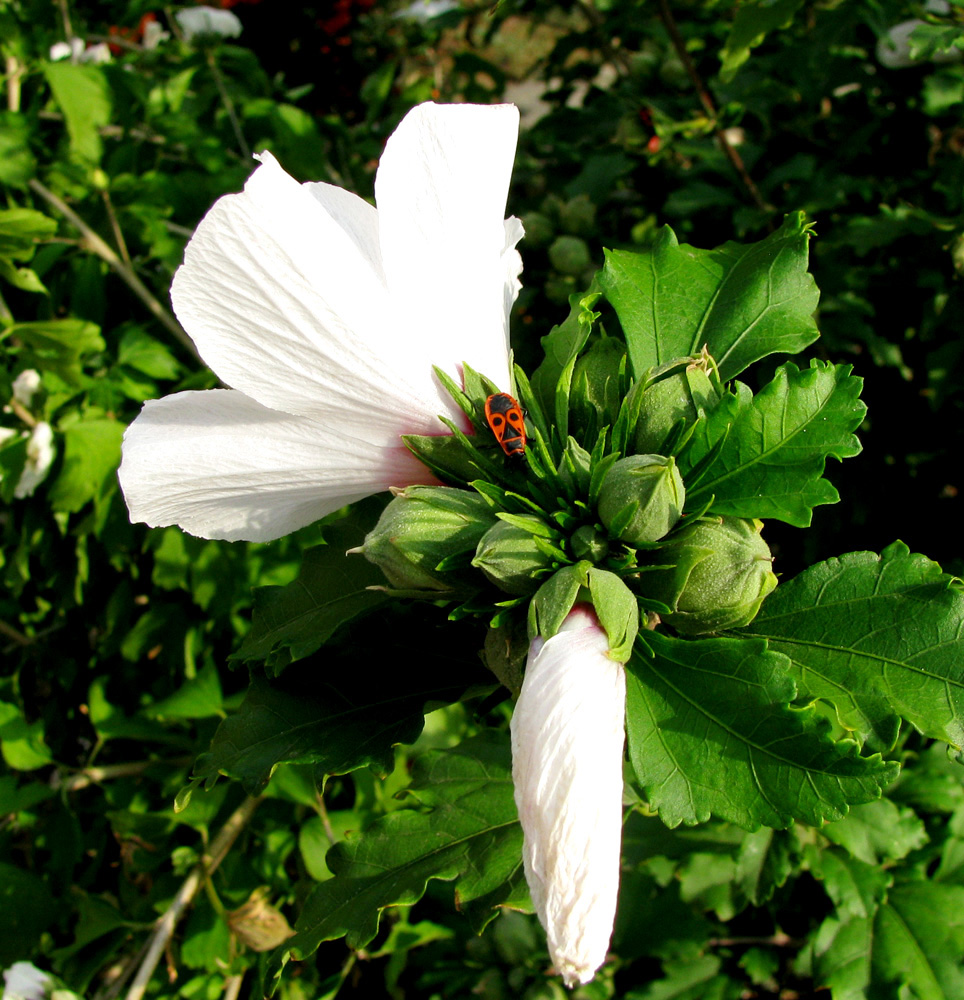 Image of Hibiscus syriacus specimen.