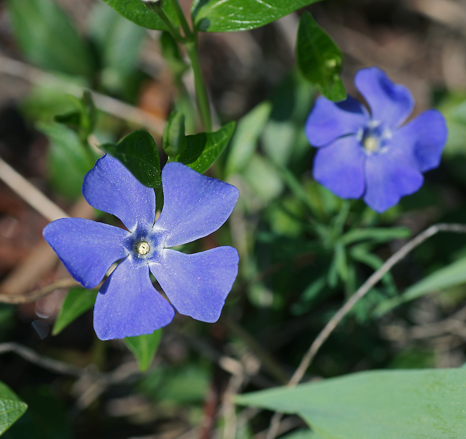 Image of Vinca minor specimen.