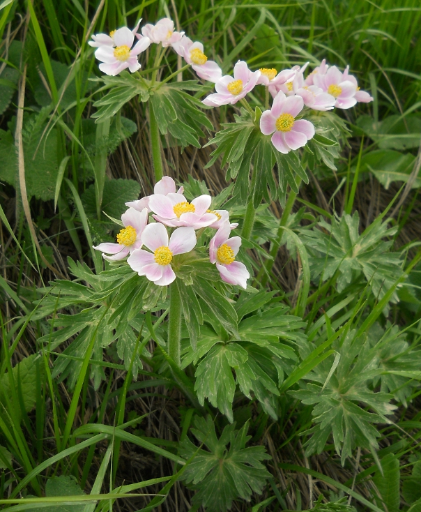 Image of Anemonastrum fasciculatum specimen.