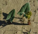 Petasites spurius