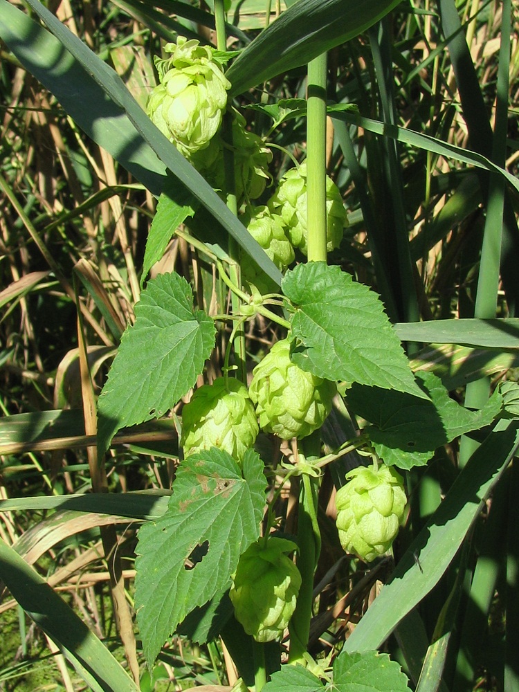 Image of Humulus lupulus specimen.