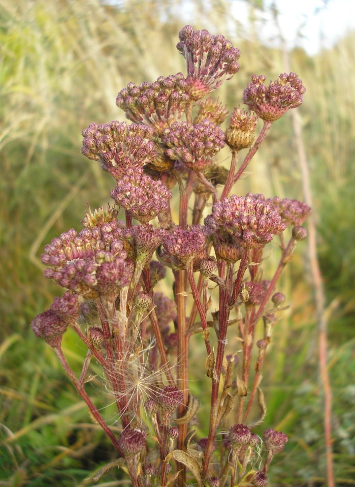 Image of Cirsium setosum specimen.