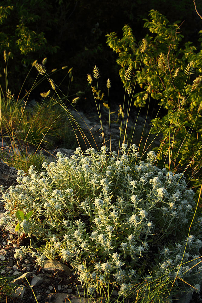 Изображение особи Teucrium capitatum.