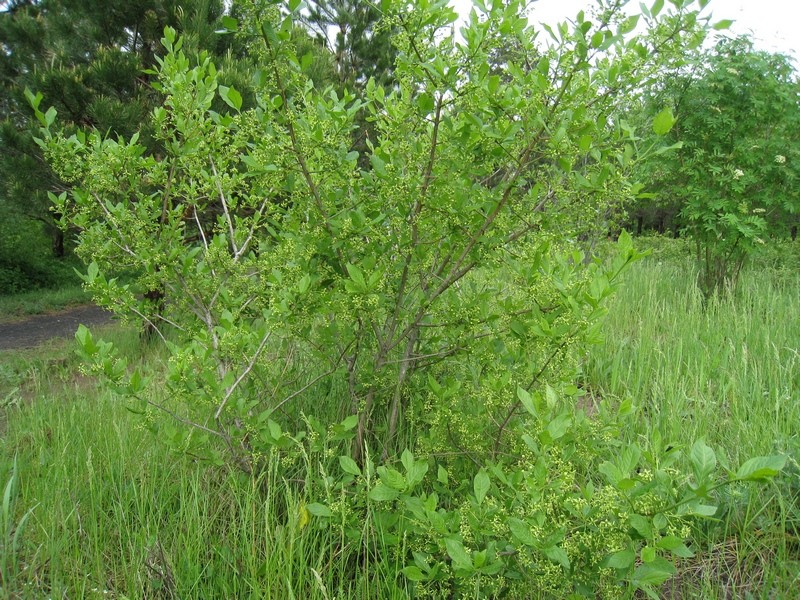 Изображение особи Euonymus europaeus.