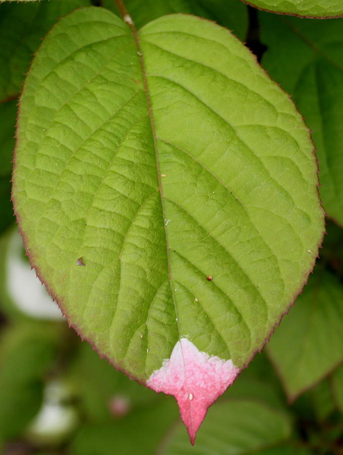 Image of Actinidia kolomikta specimen.