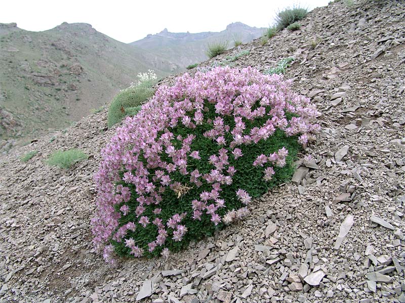 Изображение особи Astragalus hohenackeri.