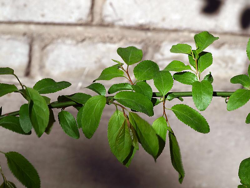 Image of Prunus cerasifera specimen.