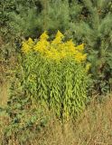 Solidago canadensis