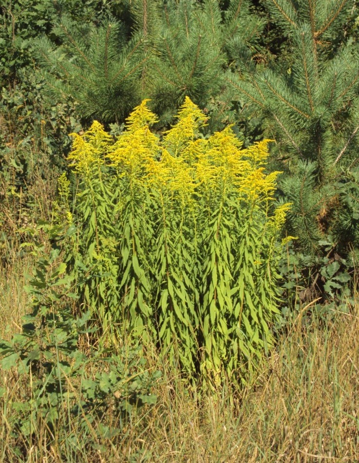 Image of Solidago canadensis specimen.