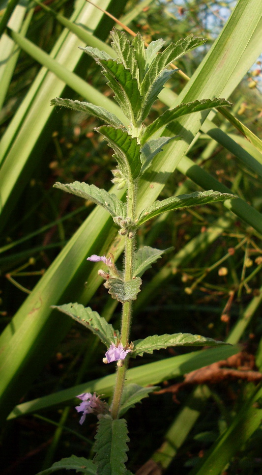 Image of Teucrium scordium specimen.