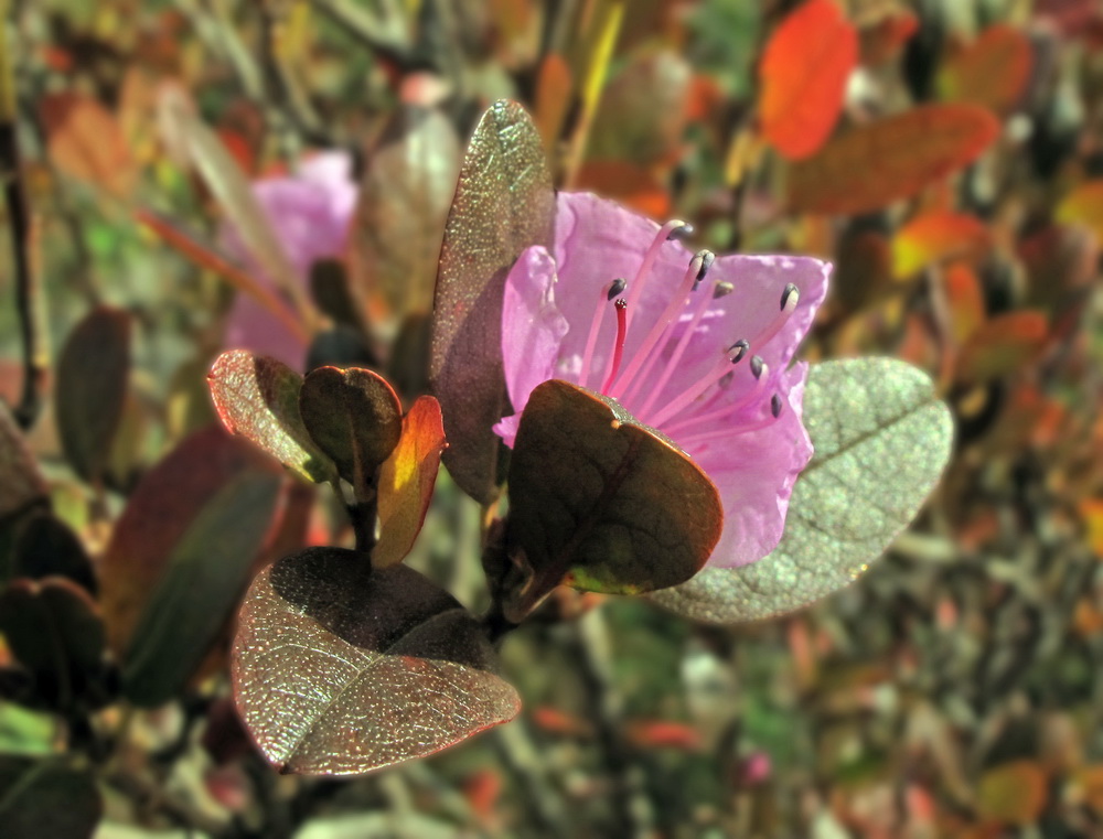 Image of Rhododendron sichotense specimen.