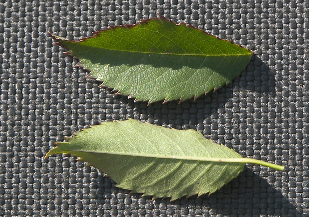 Image of Rosa canina specimen.