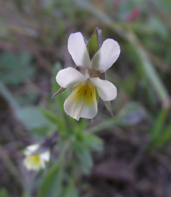 Изображение особи Viola arvensis.