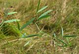 Lathyrus palustris. Верхушка побега. Архангельская обл., Приморский р-н, окр. дер. Солза, приморский луг. 17.08.2013.