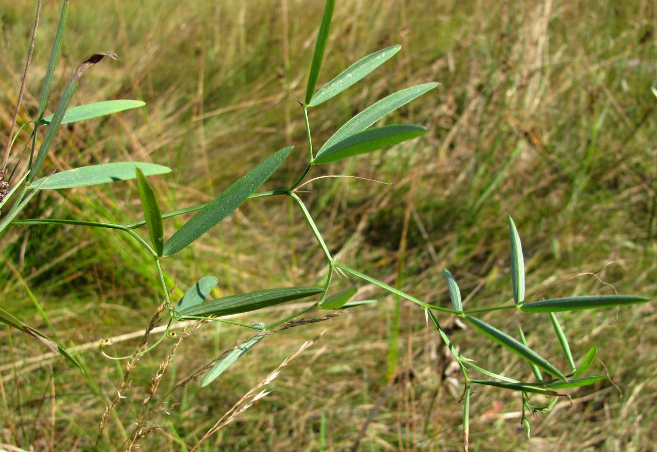 Изображение особи Lathyrus palustris.