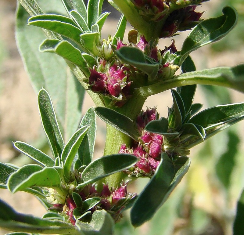 Изображение особи Amaranthus graecizans.