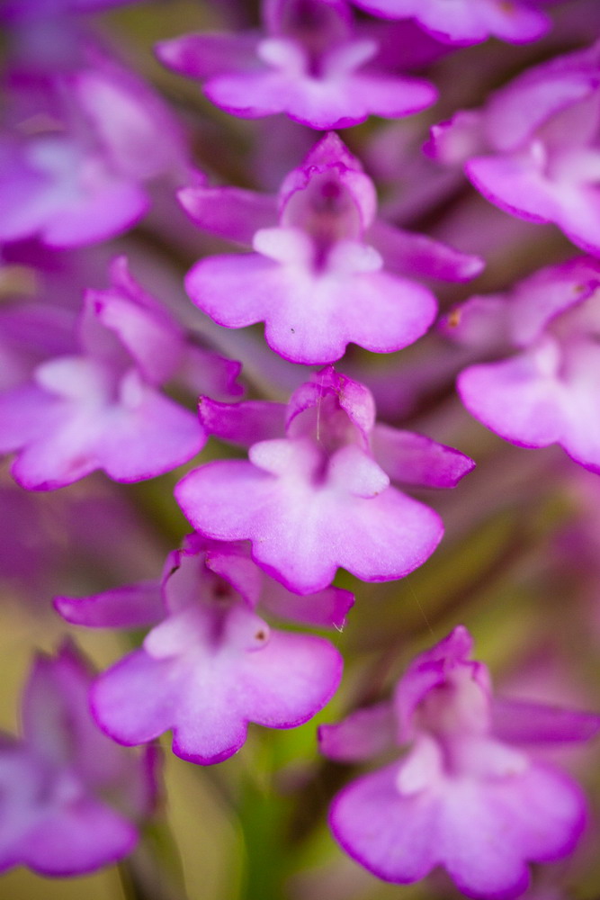 Изображение особи Anacamptis pyramidalis.