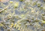 Ceratophyllum demersum. Подводные вегетативные побеги. Черноморское побережье Кавказа, г. Новороссийск, в искусственном водоёме. 17 августа 2013 г.