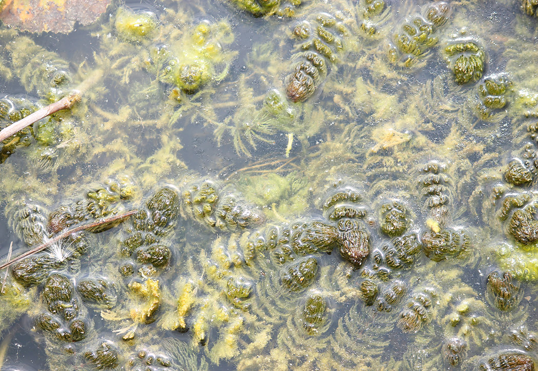 Image of Ceratophyllum demersum specimen.