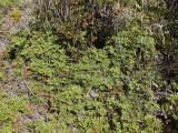Gleichenia alpina. Вегетирующие растения. Австралия, о. Тасмания, национальный парк \"Крэдл Маунтин\". 26.02.2009.
