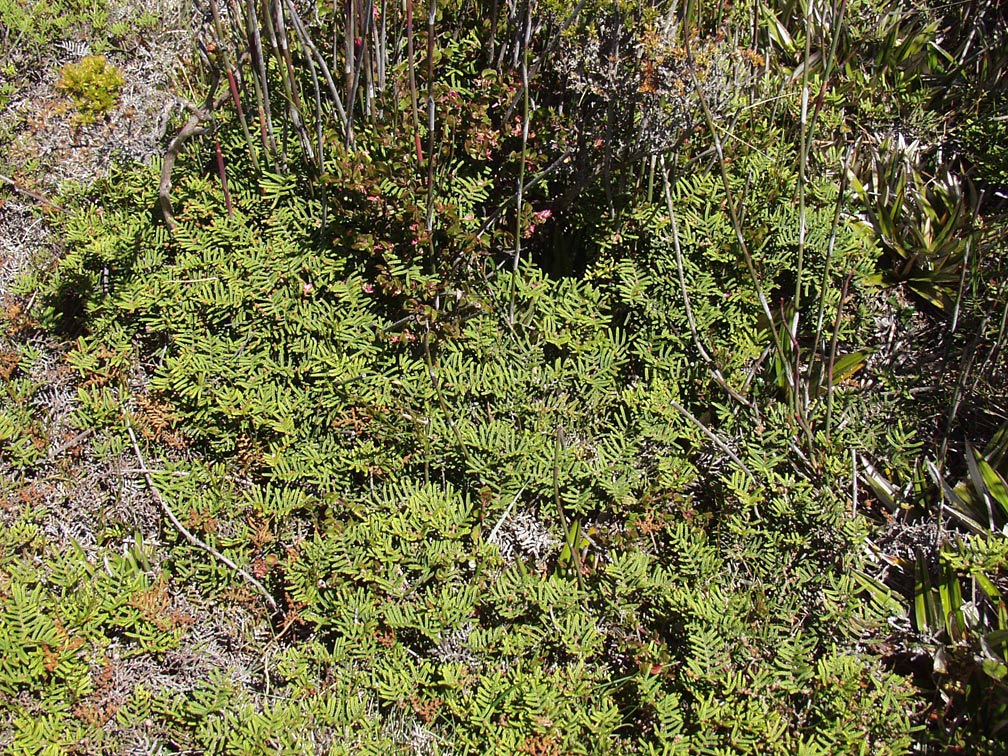 Image of Gleichenia alpina specimen.