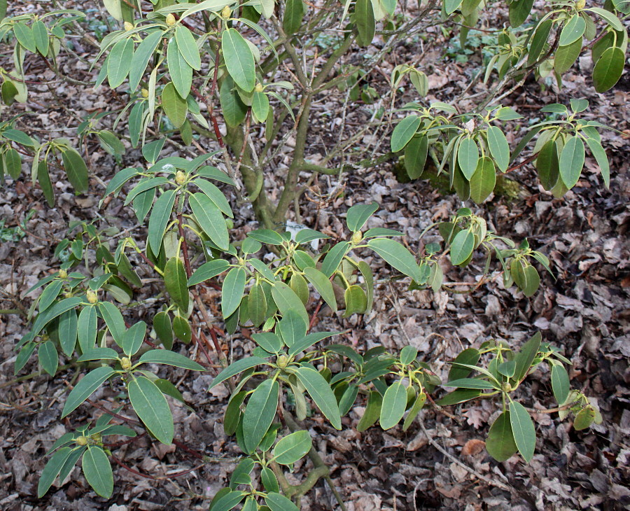 Изображение особи Rhododendron oreodoxa.
