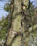 Betula chinensis. Разветвление скелетной ветви. Германия, г. Дюссельдорф, Ботанический сад университета. 10.03.2014.