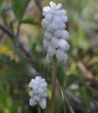 род Muscari