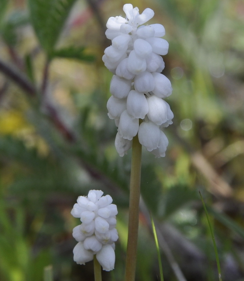 Image of genus Muscari specimen.