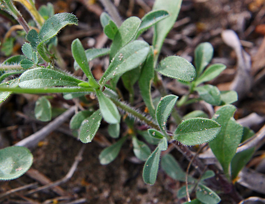 Изображение особи Silene colorata.