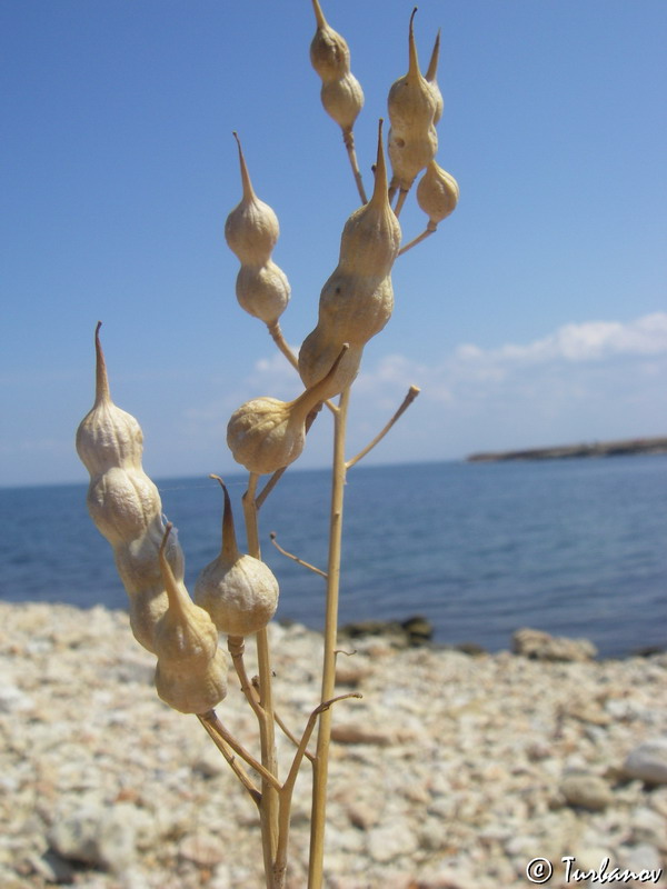 Image of Raphanus maritimus specimen.