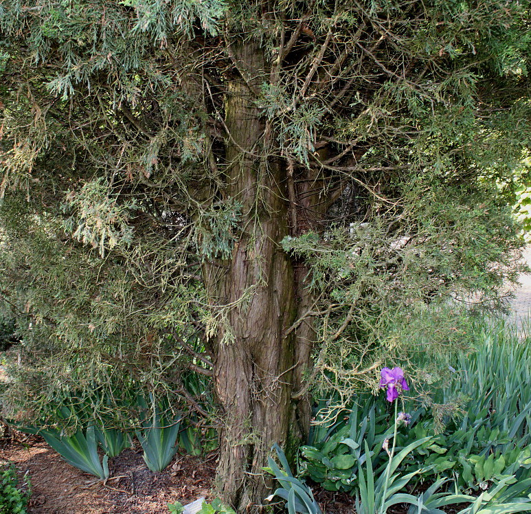 Image of Juniperus virginiana specimen.