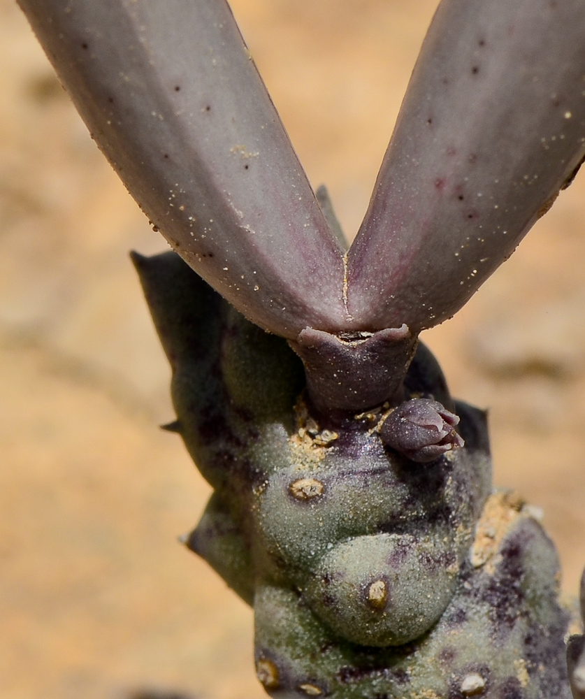 Image of Caralluma europaea specimen.