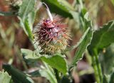 Centaurea seridis подвид sonchifolia. Нераспустившееся соцветие. Греция, п-ов Пелопоннес, окр. г. Пиргос, муниципальный парк. 17.04.2014.