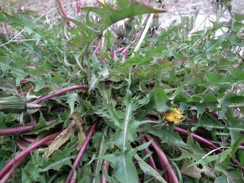 Image of genus Taraxacum specimen.