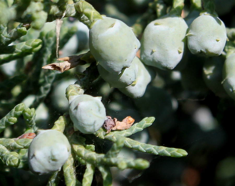 Изображение особи Juniperus virginiana.