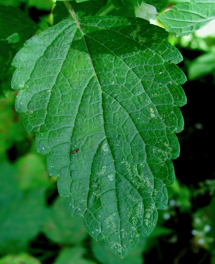 Image of Melissa officinalis specimen.