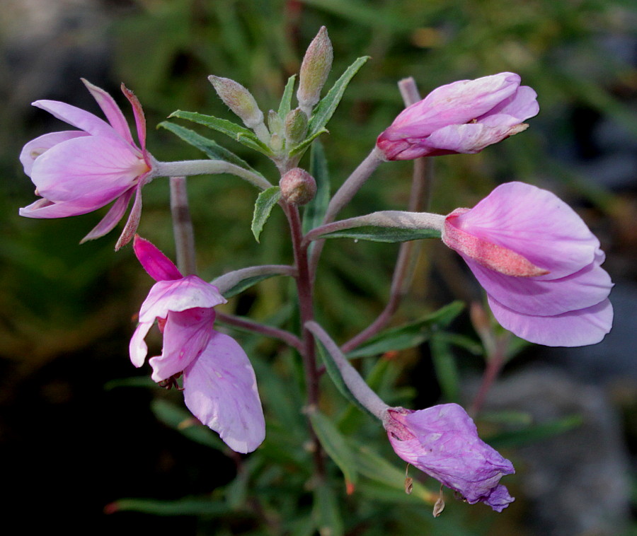 Image of Chamaenerion fleischeri specimen.