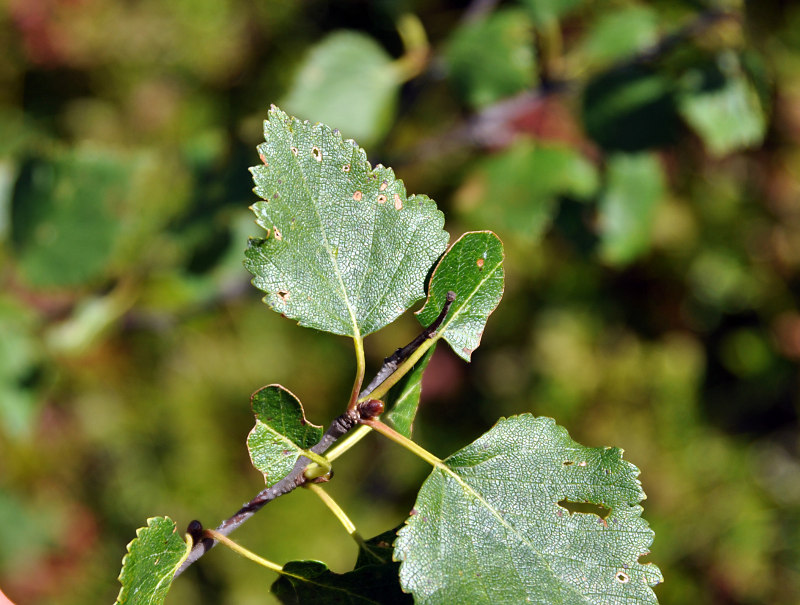 Image of Betula pubescens specimen.