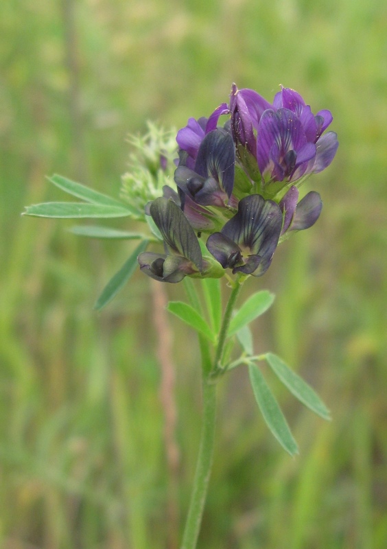 Image of Medicago &times; varia specimen.