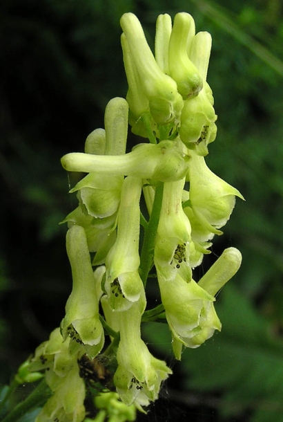 Изображение особи Aconitum kirinense.